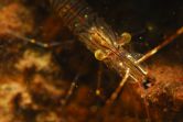 &copy; Carnac plong�e dive center
