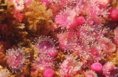 &copy; Carnac plong�e dive center