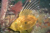 &copy; Nautilus dive center