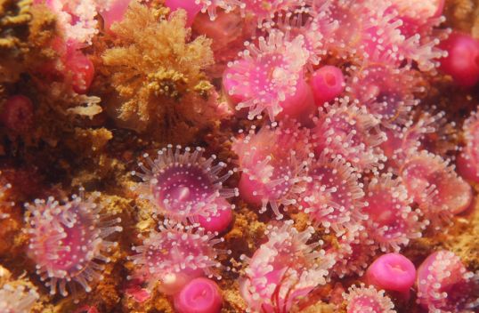 &copy; Carnac plong�e dive center