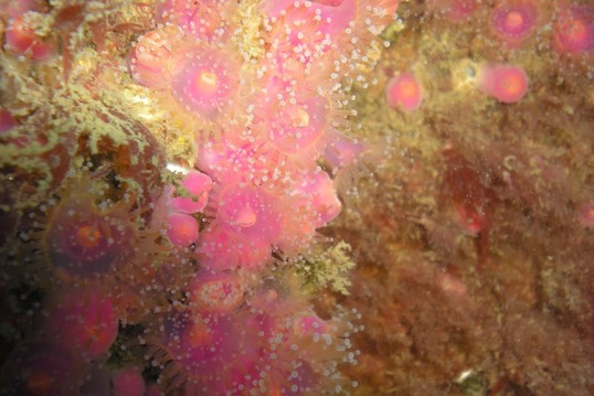 &copy; Nautilus dive center
